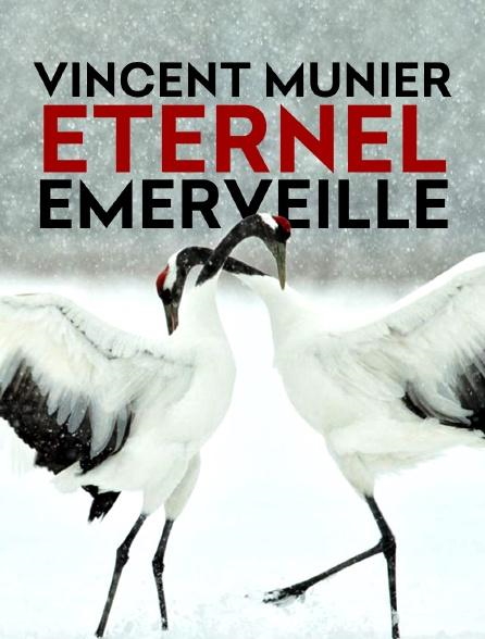Vincent Munier, éternel émerveillé